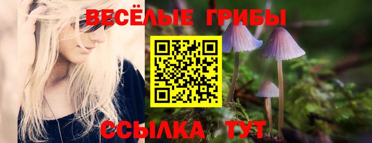 Свободный  Псилоцибиновые грибы Psilocybe  Вход с VPN 